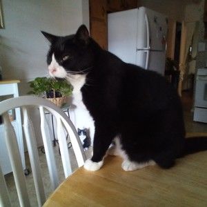 Meet your Posher, Joyce